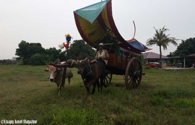 Going Obsolete One of the dying attractions in Malacca is the bullock cart ride. They are being overtaken by other rides such as the trishaws with their fancy lighting and decor. However, there are still bullock cart rides available and we rode on one at a village called Kampung Balik Bukit (Balik Bukit Village), known as the birth place of the bullock cart in Malacca.