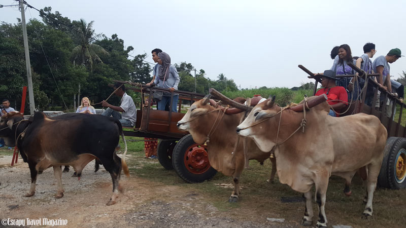 what to do in Malacca, things to do in Melaka, visiting melaka, must do in Melaka, visit Melaka, Escapy Travel, Escapy Travel Magazine, Escapy Magazine, travel magazine, travel Escapy, escapy, Asean Publisher, Asean Publisher magazine, fun things to do in melaka, bullock cart rides melaka, melaka bullock carts,