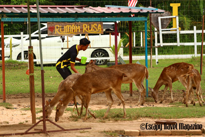 deer farm, perak Malaysia, what to do in perak, what to do in Malaysia, perak places of interest, perak places