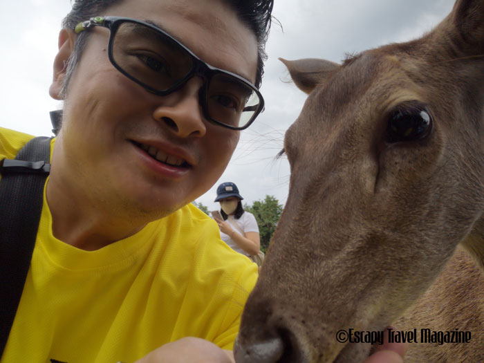 deer farm, perak Malaysia, what to do in perak, what to do in Malaysia, perak places of interest, perak places