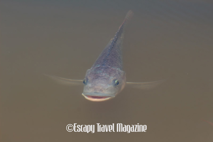 escapy travel magazine, tilapia fish, Perak holiday