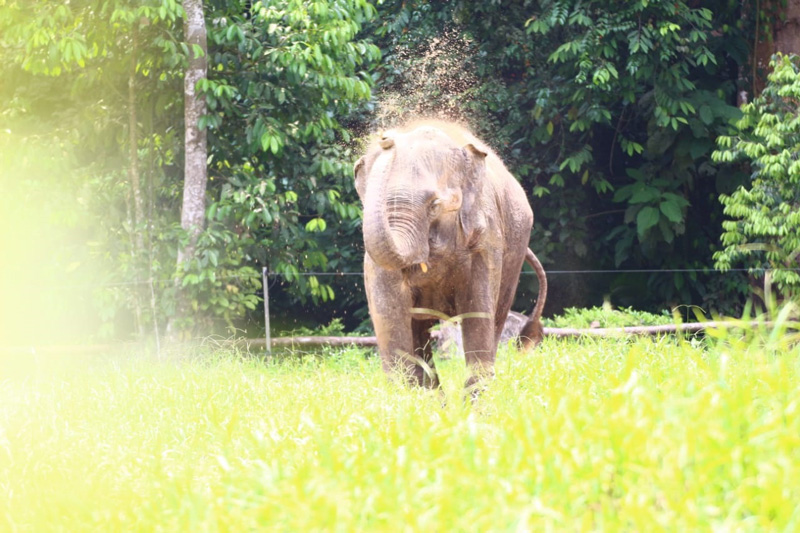 Elephant sanctuary, kuala gandah elephant sanctuary, things to do in Malaysia, things to do in Pahang, things to do in Pahang Malaysia, fun things to do in Pahang, must do in Pahang, must visit in Malaysia, elephant sanctuary in Pahang, places to visit in Malaysia, Malaysia elephants, Asian elephants