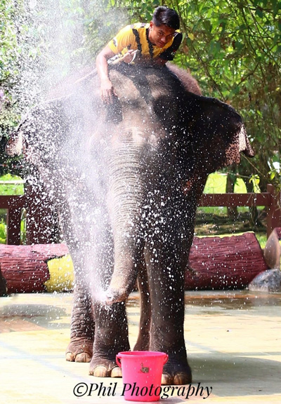 Elephant sanctuary, kuala gandah elephant sanctuary, things to do in Malaysia, things to do in Pahang, things to do in Pahang Malaysia, fun things to do in Pahang, must do in Pahang, must visit in Malaysia, elephant sanctuary in Pahang, places to visit in Malaysia, Malaysia elephants, Asian elephants