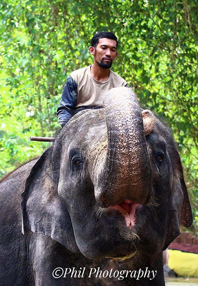 Elephant sanctuary, kuala gandah elephant sanctuary, things to do in Malaysia, things to do in Pahang, things to do in Pahang Malaysia, fun things to do in Pahang, must do in Pahang, must visit in Malaysia, elephant sanctuary in Pahang, places to visit in Malaysia, Malaysia elephants, Asian elephants