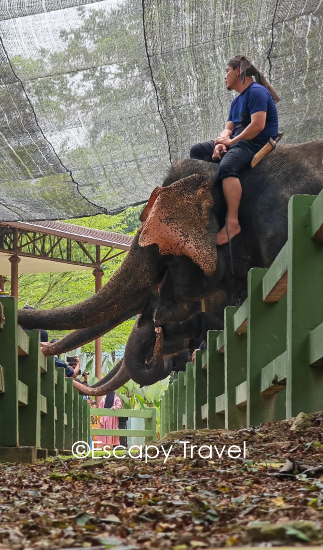 Elephant sanctuary, kuala gandah elephant sanctuary, things to do in Malaysia, things to do in Pahang, things to do in Pahang Malaysia, fun things to do in Pahang, must do in Pahang, must visit in Malaysia, elephant sanctuary in Pahang, places to visit in Malaysia, Malaysia elephants, Asian elephants