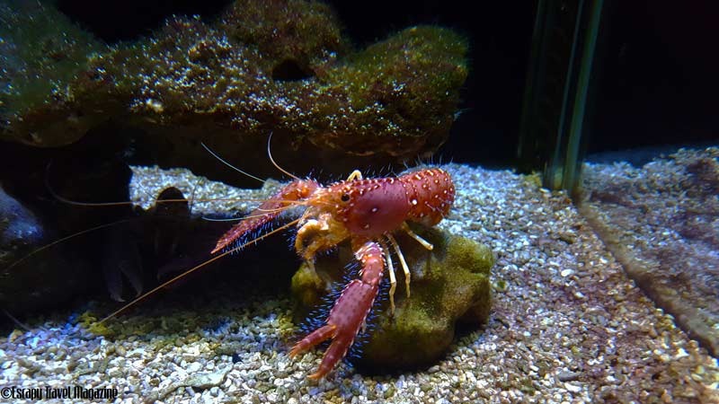 what to do in Malacca, things to do in Melaka, visiting melaka, must do in Melaka, visit Melaka, fun things to do in Melaka, fun things in Melaka, the shore, the shore Melaka, the shore oceanarium, oceanarium Melaka, the shore Melaka oceanarium,