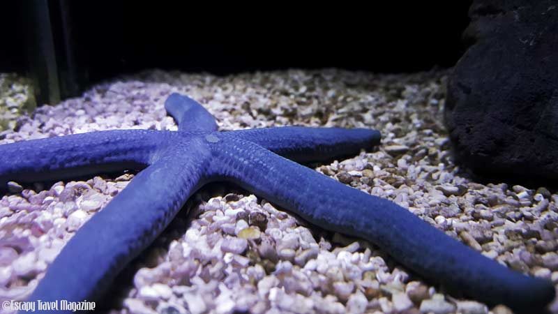 what to do in Malacca, things to do in Melaka, visiting melaka, must do in Melaka, visit Melaka, fun things to do in Melaka, fun things in Melaka, the shore, the shore Melaka, the shore oceanarium, oceanarium Melaka, the shore Melaka oceanarium,