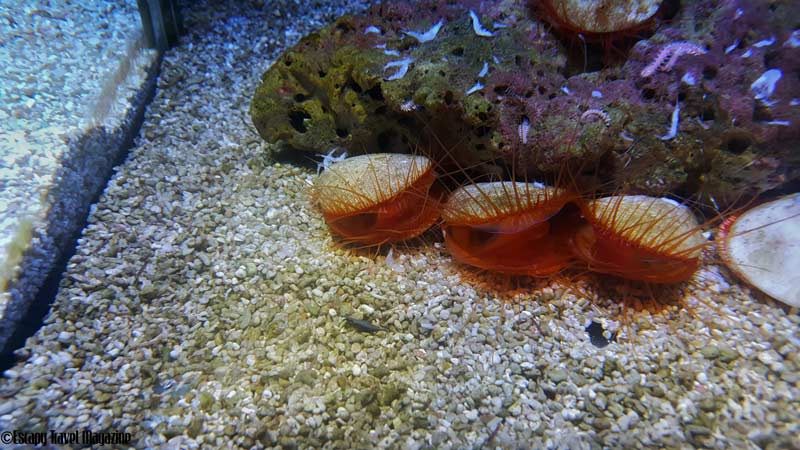 what to do in Malacca, things to do in Melaka, visiting melaka, must do in Melaka, visit Melaka, fun things to do in Melaka, fun things in Melaka, the shore, the shore Melaka, the shore oceanarium, oceanarium Melaka, the shore Melaka oceanarium,