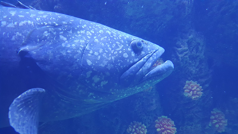 what to do in Malacca, things to do in Melaka, visiting melaka, must do in Melaka, visit Melaka, fun things to do in Melaka, fun things in Melaka, the shore, the shore Melaka, the shore oceanarium, oceanarium Melaka, the shore Melaka oceanarium,
