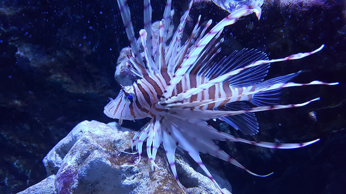 what to do in Malacca, things to do in Melaka, visiting melaka, must do in Melaka, visit Melaka, fun things to do in Melaka, fun things in Melaka, the shore, the shore Melaka, the shore oceanarium, oceanarium Melaka, the shore Melaka oceanarium,