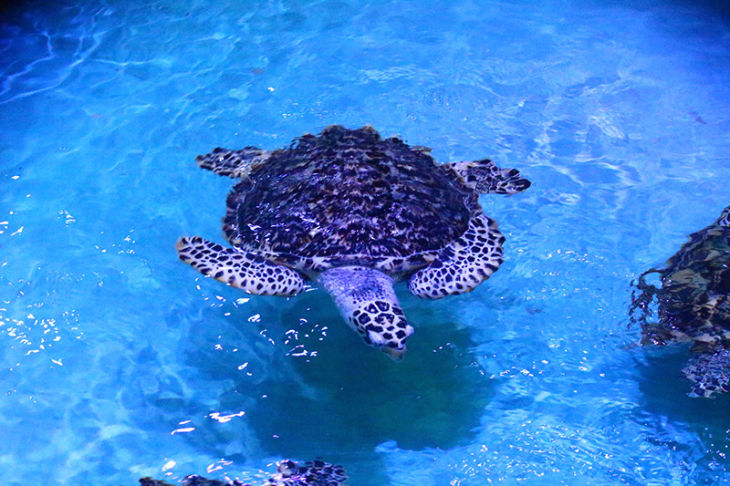what to do in Malacca, things to do in Melaka, visiting melaka, must do in Melaka, visit Melaka, fun things to do in Melaka, fun things in Melaka, the shore, the shore Melaka, the shore oceanarium, oceanarium Melaka, the shore Melaka oceanarium,