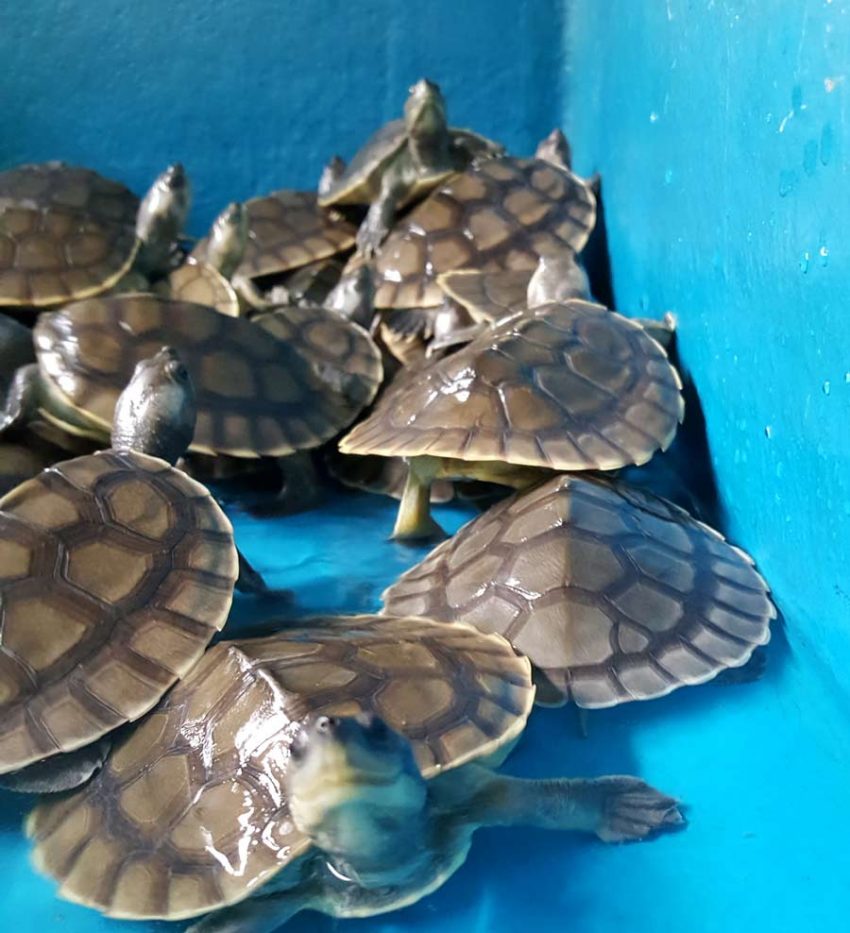 Terrapin conservation, help wild life, nature care, nature lovers, terrapins in Terengganu, save the terrapins, terrapin eggs, protection of terrapins, terrapins and turtles,
