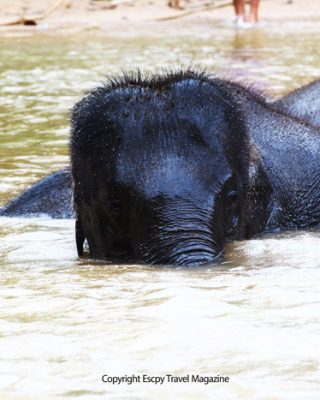 Kenyir Lake, things to do at Kenyir, things to do at Kenyir Lake, Elephant sanctuary, elephants in Kenyir, Kenyir Elephant Conservation Village, kecv, Kenyir Elephant, kenyir elephants, elephant village, kenyir elephant place, what to do in Kenyir, are there elephants in Kenyir, elephants in Malaysia, elephant conservation in Malaysia,Malaysian elephants,