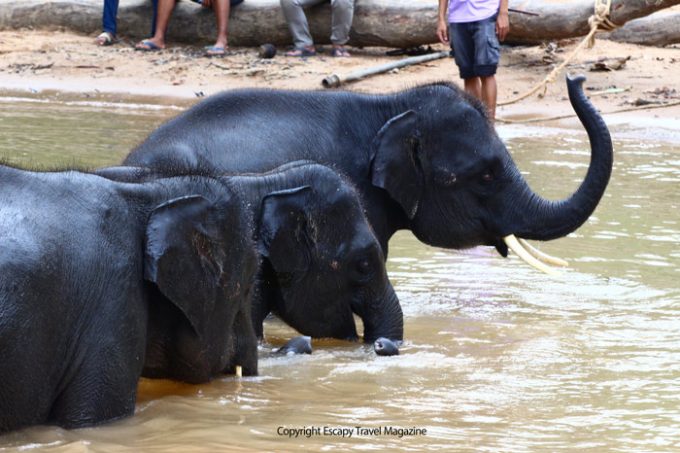 Sojourn In Terengganu: Kenyir Elephant Conservation ...