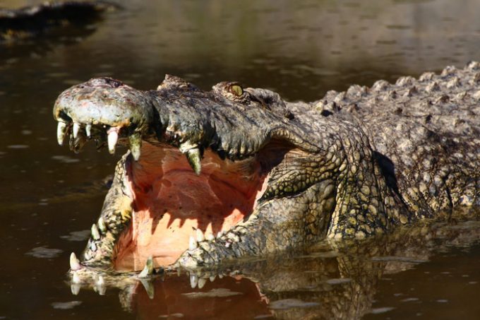 Johor, Malaysia, crocodiles, crocs, saltwater crocs, saltwater crocodiles, large crocodiles, Teluk Sengat, holidays, vacation, must do in Johor, fun, dangerous, wild, wild life, animals, educational