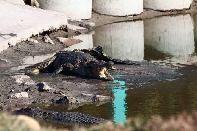 Johor, Malaysia, crocodiles, crocs, saltwater crocs, saltwater crocodiles, large crocodiles, Teluk Sengat, holidays, vacation, must do in Johor, fun, dangerous, wild, wild life, animals, educational