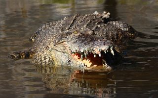 Johor, Malaysia, crocodiles, crocs, saltwater crocs, saltwater crocodiles, large crocodiles, Teluk Sengat, holidays, vacation, must do in Johor, fun, dangerous, wild, wild life, animals, educational