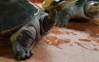 Terrapin conservation, help wild life, nature care, nature lovers, terrapins in Terengganu, save the terrapins, terrapin eggs, protection of terrapins, terrapins and turtles,